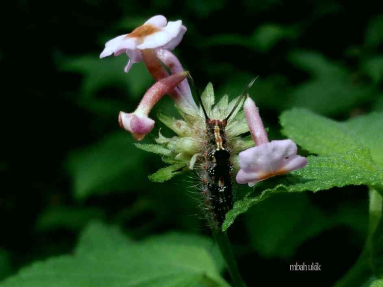 Bunga Telekan dan Manfaatnya Kompasiana com Bunga Telekan dan Manfaatnya Kompasiana com