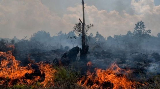 kebakaran hutan. Foto oleh Wahyudi/AFP