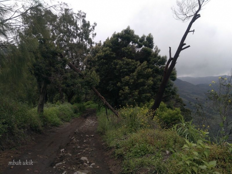 Jalan kaki menyusuri tepi hutan. Dokpri