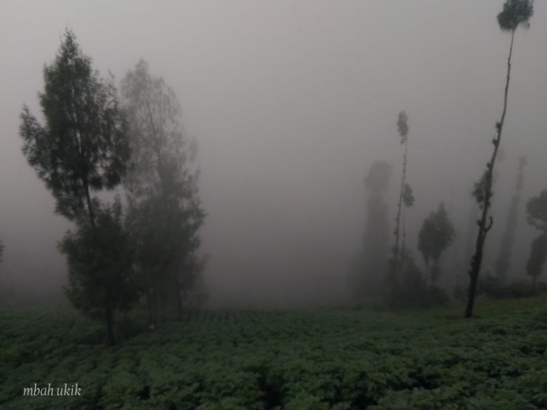 Ladang kentang yang subur. Dokpri