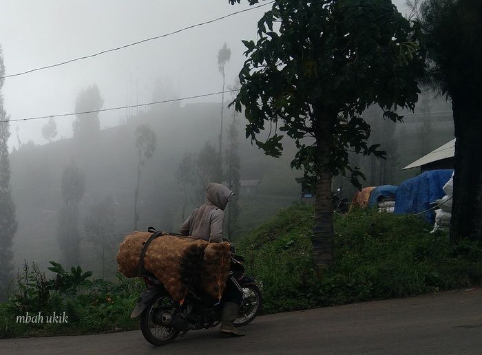 Panen kentang. Dokpri