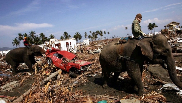 Few tamed elephants during their works