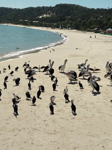Puluhan Bangau yang ada di bibir pantai Tangalooma Wild Dolphin Resort (dok pribadi)