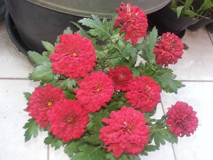 Indahnya Bunga Krisan Kompasiana com Indahnya Bunga Krisan Kompasiana com