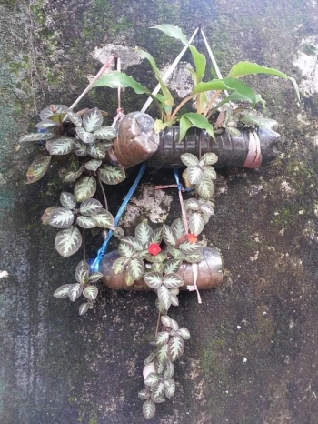 Fantastis 13 Gambar Pot Bunga Dari Gelas Plastik Gambar Fantastis 13 Gambar Pot Bunga Dari Gelas Plastik Gambar