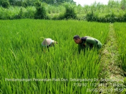 Babinsa Sekargadung Koramil 0815/11 Pungging Dampingi Petani Penyiangan Rumput Liar (Dokpri)