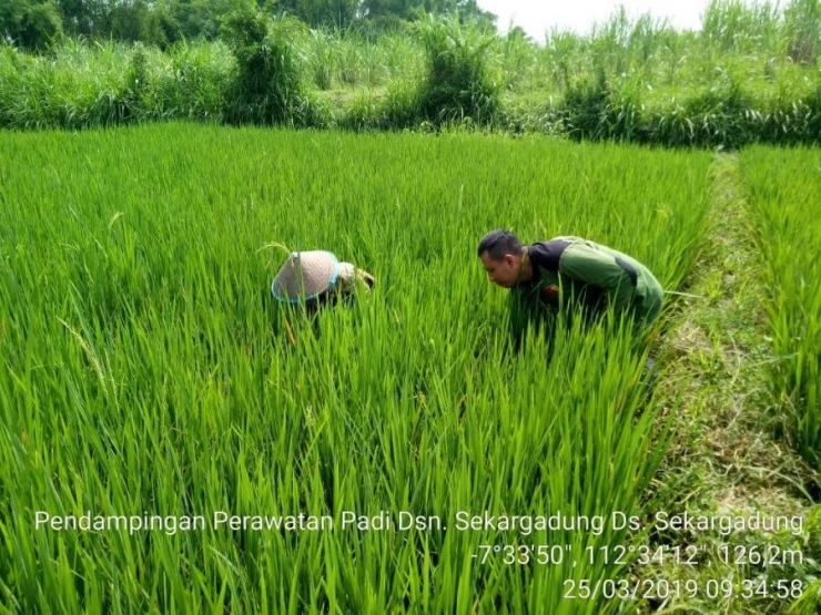 Babinsa Sekargadung Koramil 0815/11 Pungging Dampingi Petani Penyiangan Rumput Liar (Dokpri)