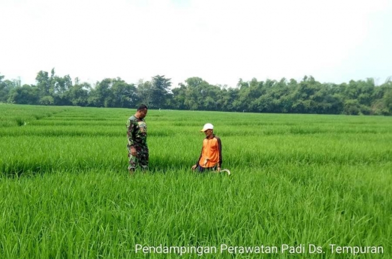 Babinsa Tempuran Koramil 0815/11 Pungging Dampingi Petani Penyiangan Rumput Liar