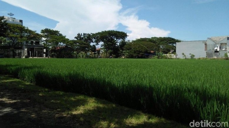 Sawah dengan padi menghijau di Surabaya (Foto: Detikcom)