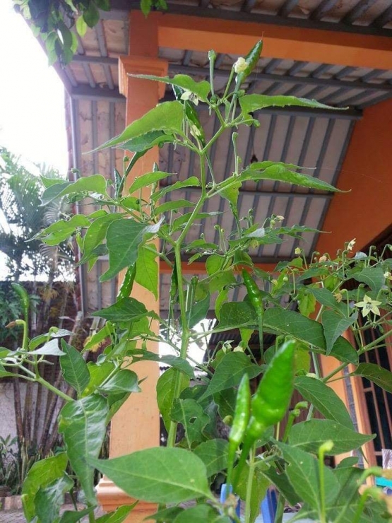 Cabe rawit hijau di depan rumah. Photo by Ari