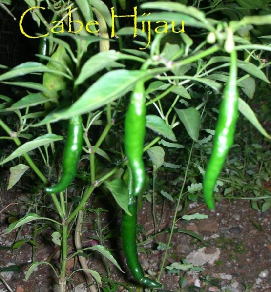 Cabe hijau. Photo by Ari