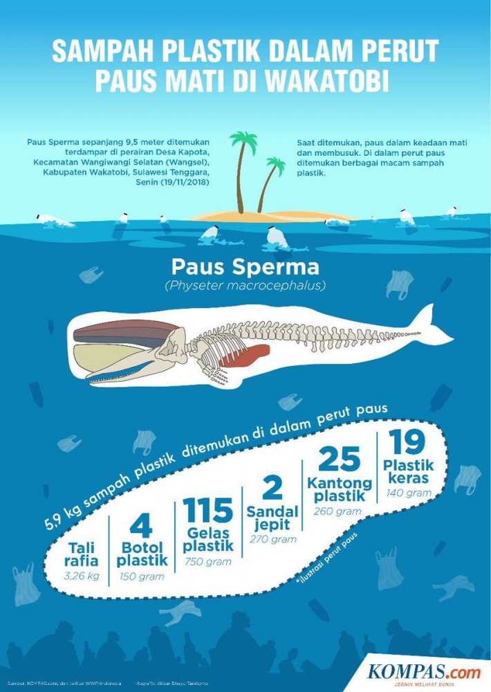 Paus Sperma, Infografik Kompas