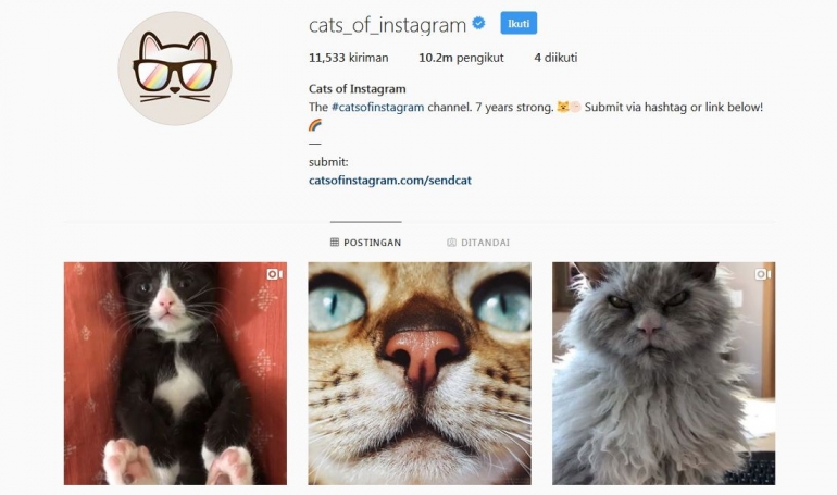Binatang piaraan bisa menjadi selebgram | instagram.com/cats_of_instagram