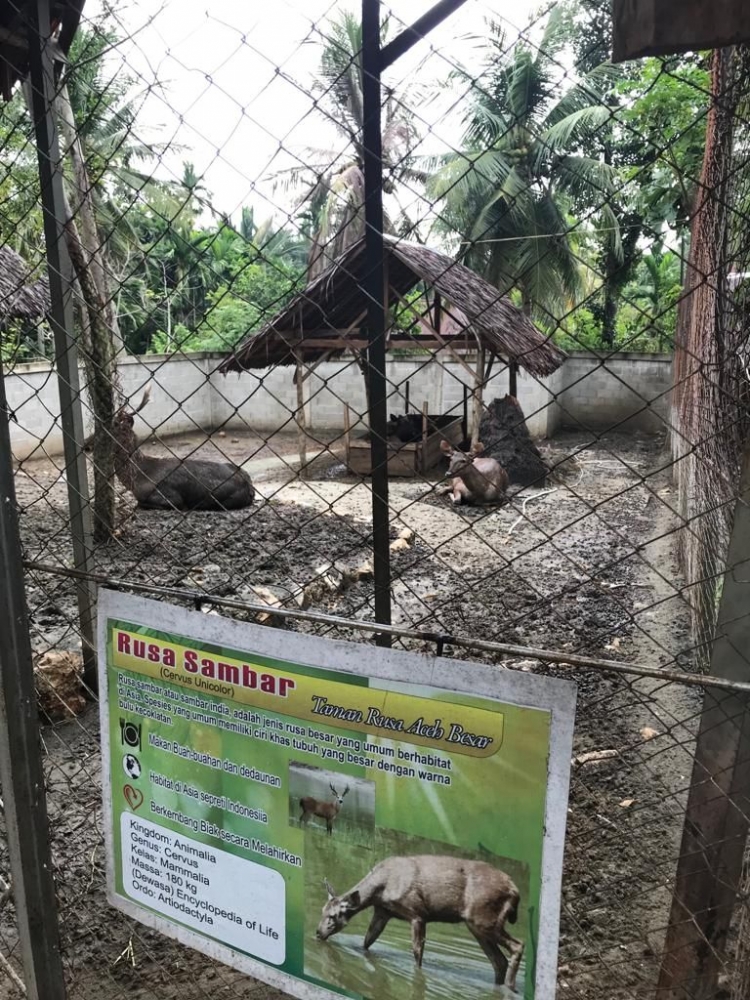 The Sambas Deer is waiting for food. (Dok.pribadi)