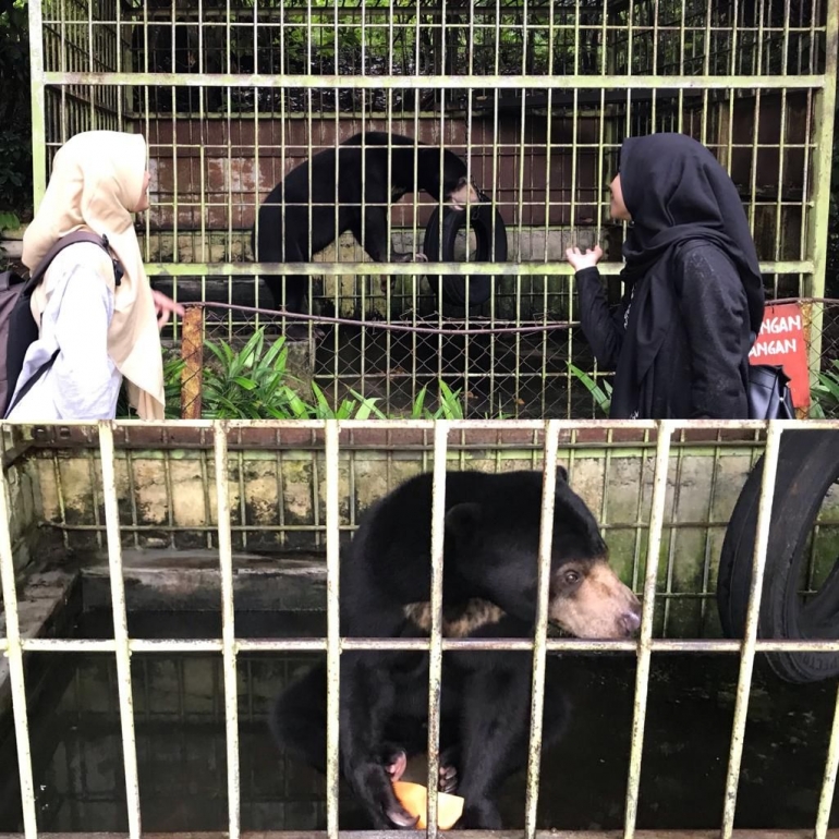 Honey bear from Bengkulu, Indonesia. He eats honey, meat, fruit, and insect. Dok.pribadi