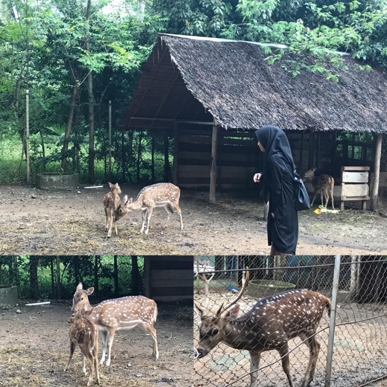 The spotted deer in the cage. (Dok.pribadi)