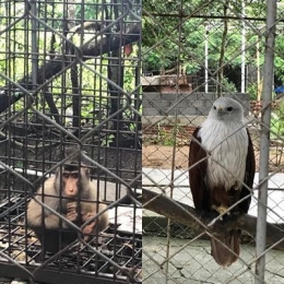 Monkey from Southeast Asia and eagle from USA. dok.pribadi