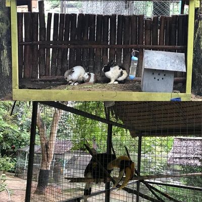 Rabbit from Indonesia and White Belly from Sulawesi, Indonesia. dok.pribadi