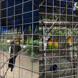 Falkbirds from Netherlands, America and Australia and Lovebird from Africa and Madagascar. dok.pribadi