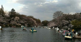 Sakura di Inokashira Park, Tokyo (dokpri)