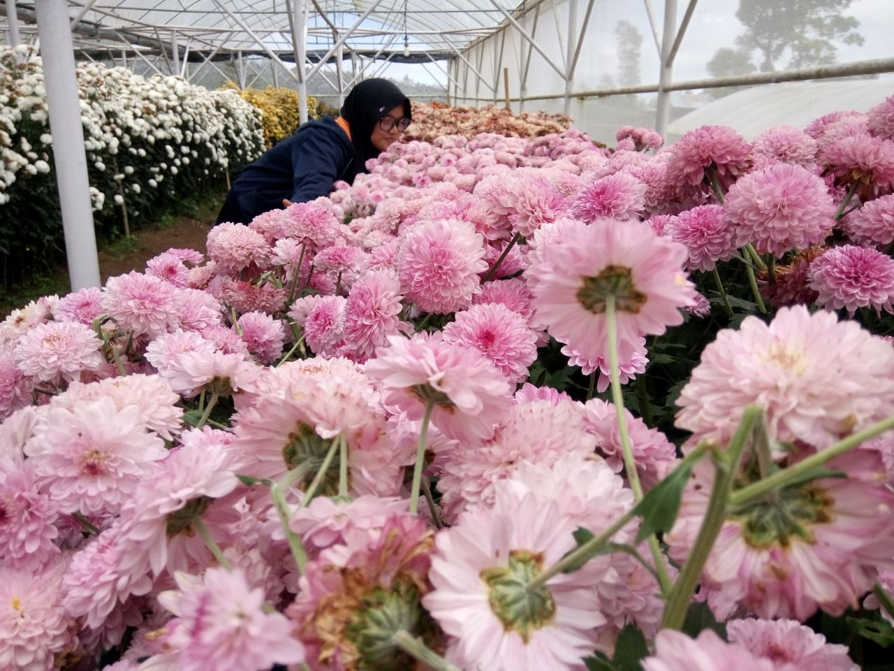 Green House dengan Beragam Bunga