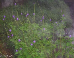 Bunga ungu kecil. Photo by Ari