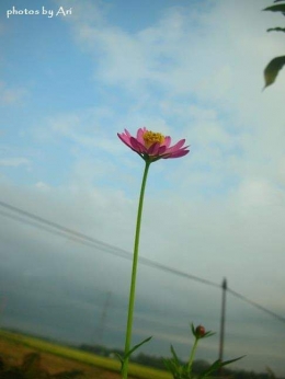 Bunga Curing/Kenikir. Photo by Ari