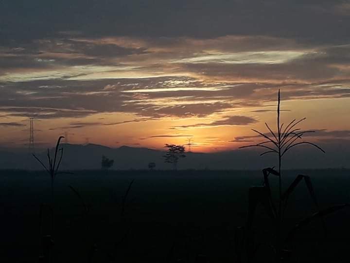 Pemandangan pagi tepi sawah. Photo by Ari