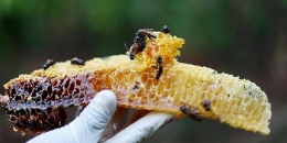 Menunjukkan sarang lebah(KOMPAS/LUCKY PRANSISKA)