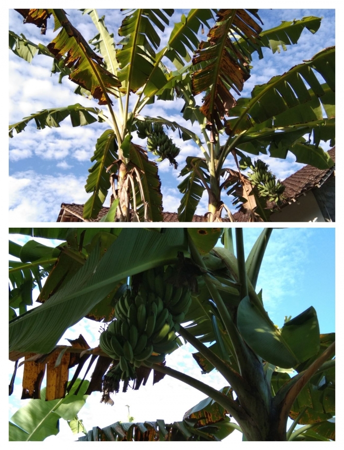 Mewarnai gambar untuk anak anak Mewarnai Gambar Pohon Pisang