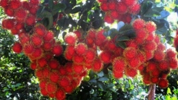 Rambutan pohon. Foto: distanbun.acehprov.go.id