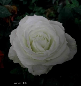 Mawar putih juga indah. Dokpri