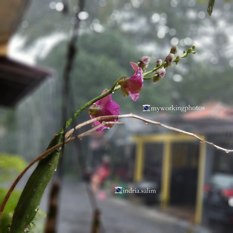 Hujan di Bulan April | @indriasalim