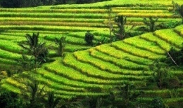 Pertanian Bali (Republika)