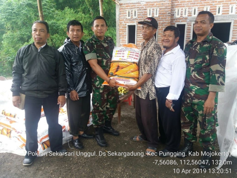 Babinsa Koramil 0815/11 Pungging Bersama PPL Distribusikan Bantuan Benih Jagung (Dokpri)