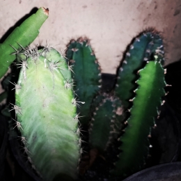 Koleksi kaktusku. Photo by Ari