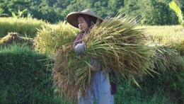 Peran marjinal perempuan di sektor pertanian (Foto: binadesa.org)