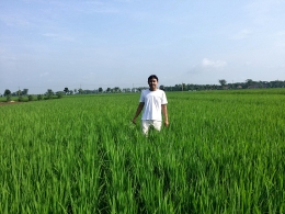 Hamparan padi di Majalengka bagian utara. Dok Pribadi