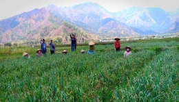 pertanian bawang putih (Foto: dok. Kementan)