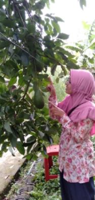 Dok mbak Uyin di kebun alpukat Jatisari