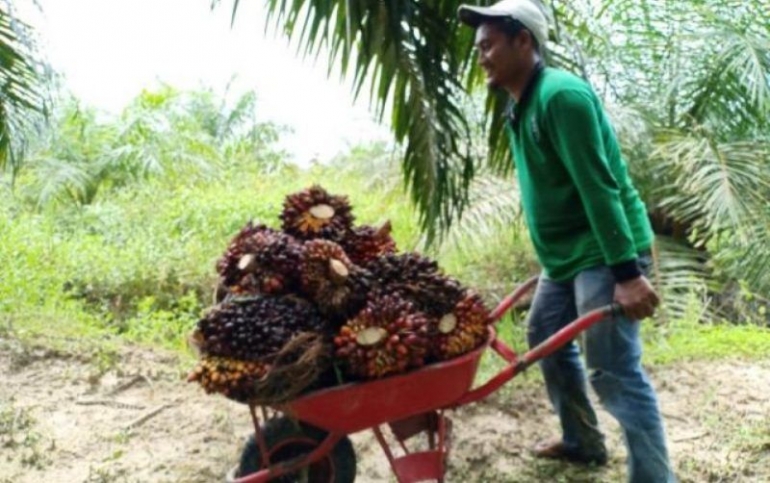 Petani sawit di Aceh melakukan panen tandan buah segar (TBS). (Foto/waspadaaceh/faisal)