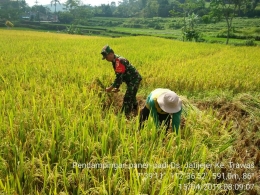 Babinsa Koramil 0815/17 Trawas Sertu Sudarman Saat Mendampingi Petani Panen Padi (Dokpri)