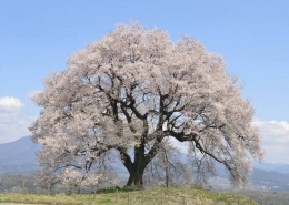 Pohon berbunga Sakura jenis Edohigan, yang semakin berkembang besar, semakin "merunduk" (livejapan.com)