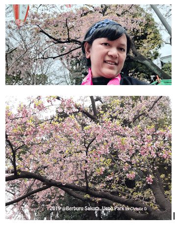 Jenis Sakura yang berbeda, dengan warna pink cerah. Camtik sekali, dengan latar belakang langit putih yang mendung kelabu. (Dokumentasi pribadi)