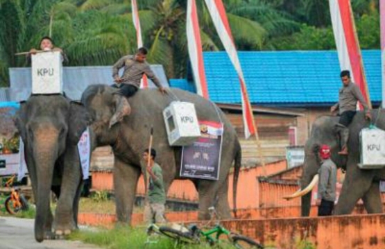 Kartu kita diangkut gajah di Aceh Selatan (Chaideer Mahyuddin)