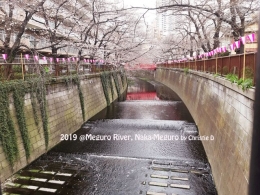 Meguro River. Dengan pohon2 berbunga Sakura, yang masih belum terlalu mekar di musim semi tahun 2019 ini. Tetapi, sudah indah, kan. Dokumentasi pribadi