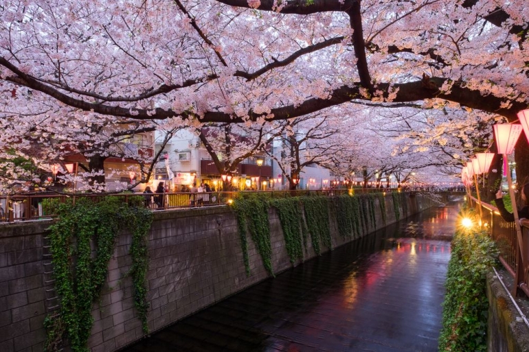 Meguro River, dengan sungai yang bersih untuk atraksi pelayaran dengan bunga2 Sakura di atasnya (fastjapan.com)