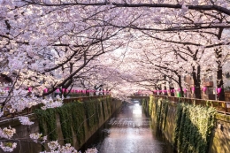 Meguro River, akan seperti ini di sian hari, jika Sakura sudah "gondrong", beberapa hari kemudian. www.fasjapan.com