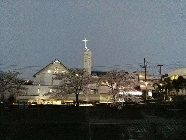 Gereja Katolik Tama dan Pohon Sakura pada sore menjelang malam hari, Tokyo (dokpri)