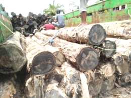 Barang bukti ilegal logging 